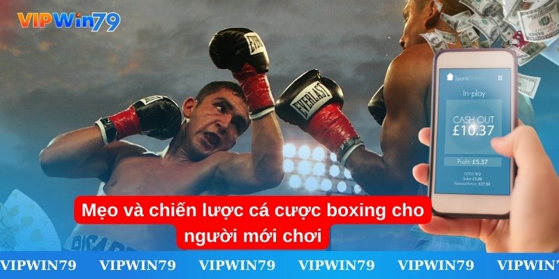 Mẹo và chiến lược cá cược boxing cho người mới chơi